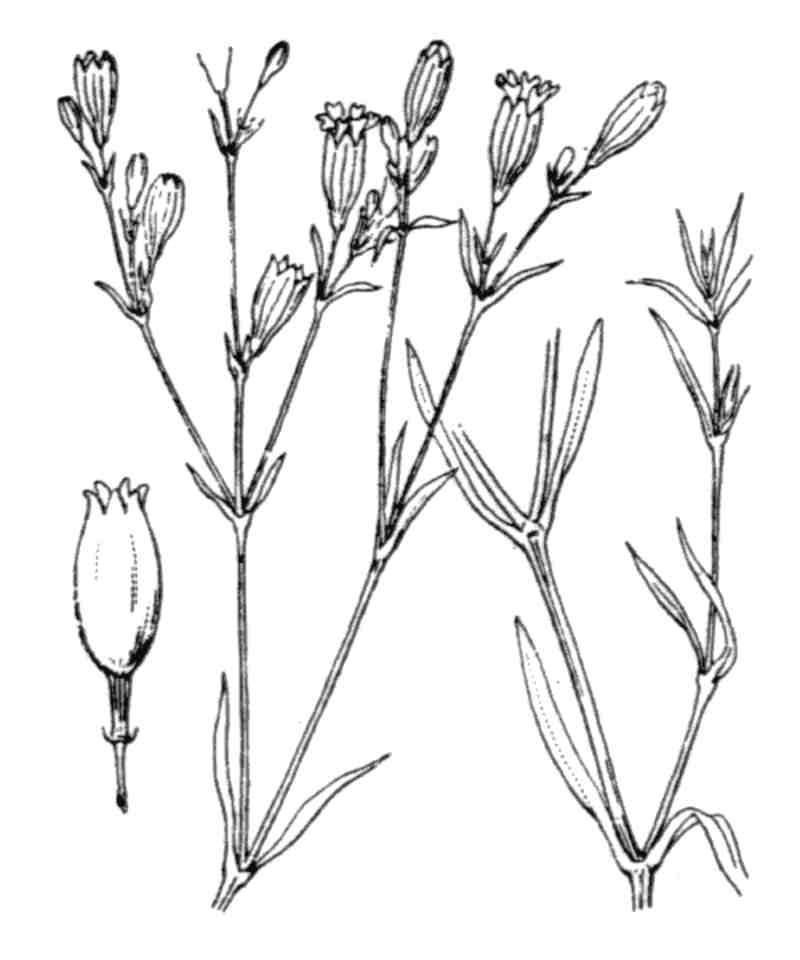 Catchfly, [Closed flowered]