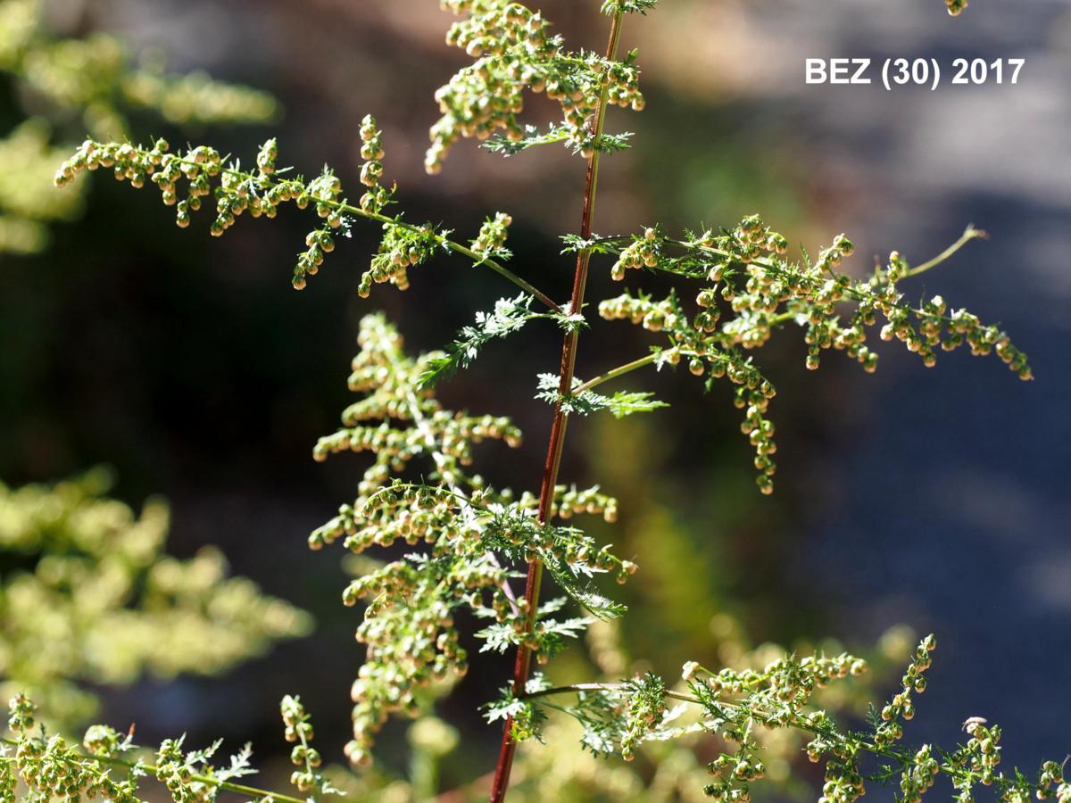 FLOREALPES : Artemisia annua / Armoise annuelle / Asteraceae