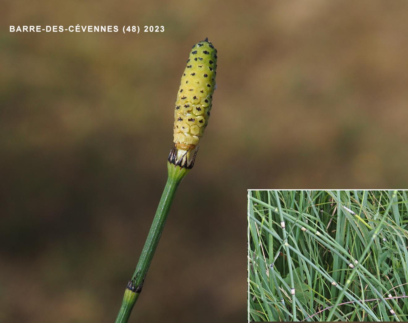 Horsetail, of Moore