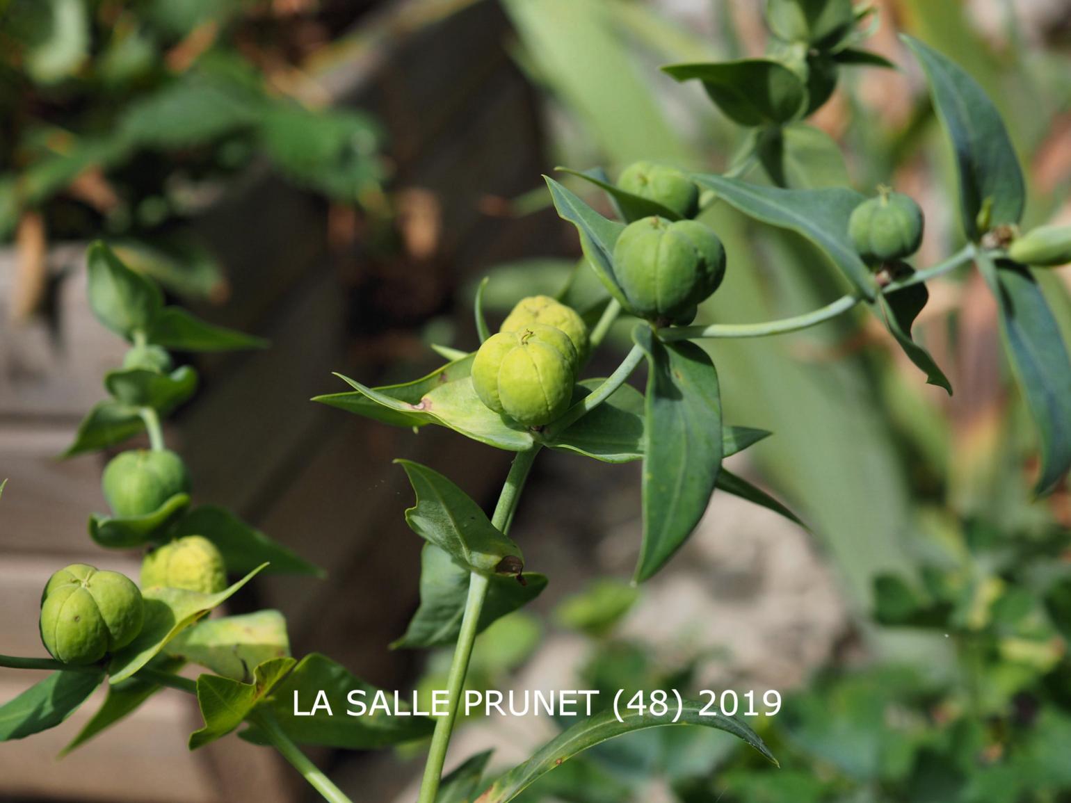 30 Graines De Plantes Lathyris - Facile à Cultiver En Extérieur