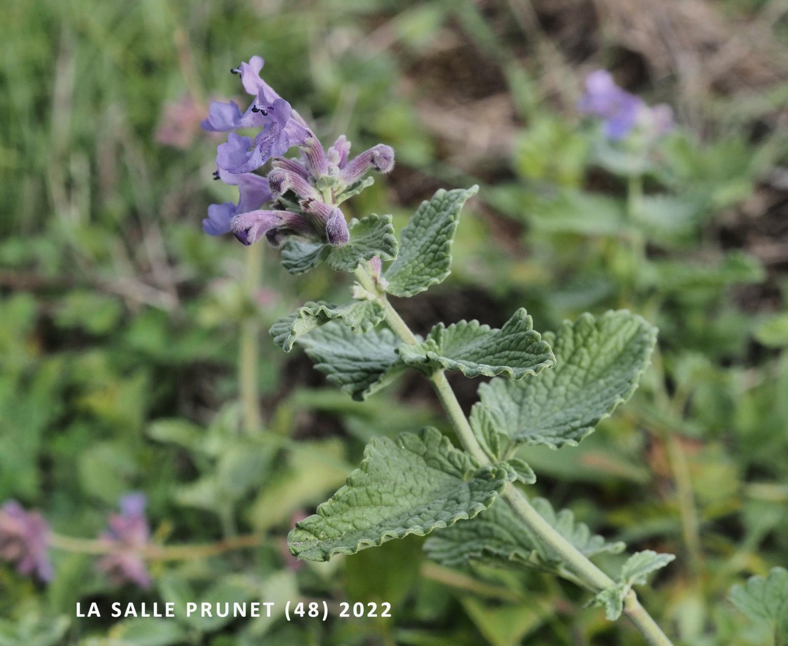 Catmint