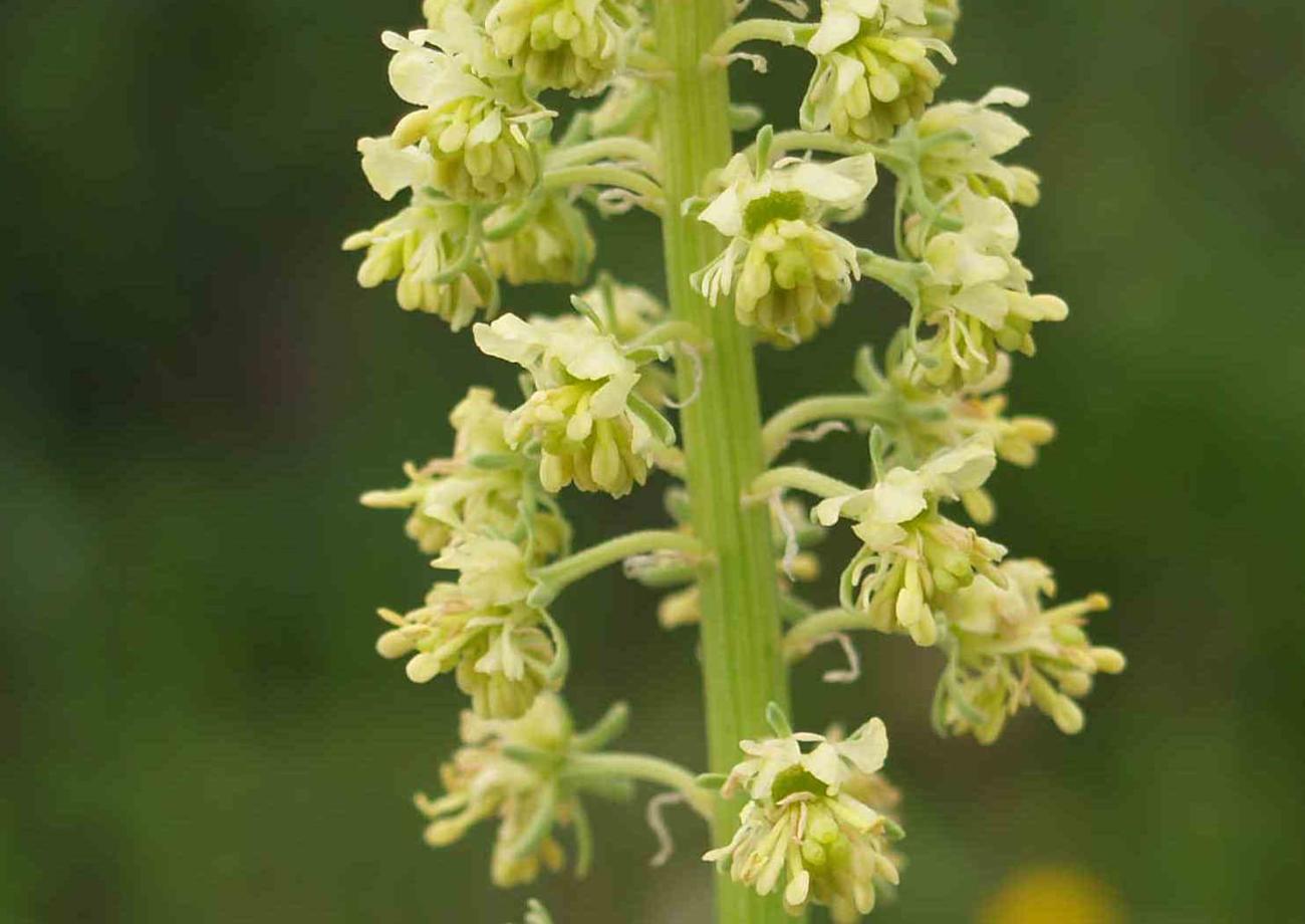 Reseda Lutea 1300 Graines Réséda Jaune Sauvage Mignonette 260