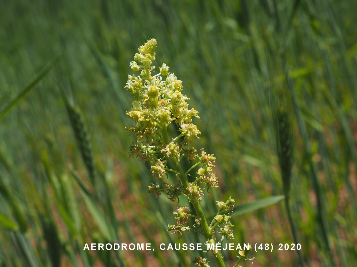 Reseda Lutea 1300 Graines Réséda Jaune Sauvage Mignonette 260