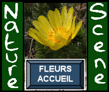 Fleurs accueil