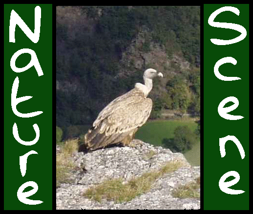 NatureScene logo